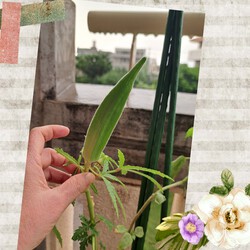 273位[家庭菜園オクラ育ってます(笑)]