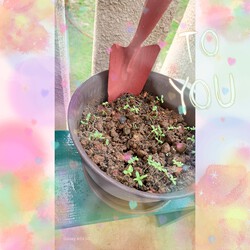 273位[家庭菜園オクラ育ってます(笑)]