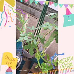273位[家庭菜園オクラ育ってます(笑)]