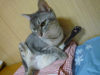姫にゃんこ