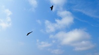 ｆｌｙ 2018/05/18 12:19:00