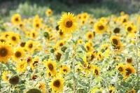 sunflower 2018/05/19 20:21:00