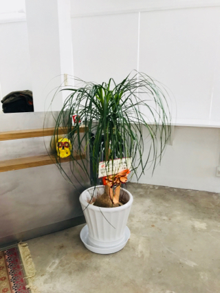 花言葉を添えての植物のギフト トックリラン ｓｐｒｏｕｔ 植物と珈琲豆の店