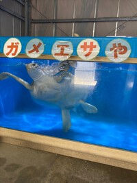沖縄開発株式会社・水産養殖研究センター 2022/07/13 14:30:00