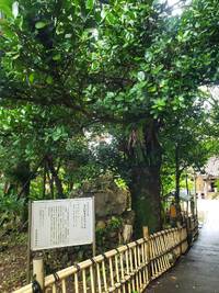 金武町観音寺⛩鍾乳洞ゲート１ 2022/06/17 15:31:57