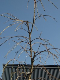 哀(かな)し色の空 2013/03/04 19:57:22