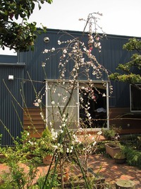お花見パーリーだ。 2013/04/04 22:39:53