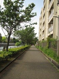 死に逝く春。 2013/05/17 22:26:37