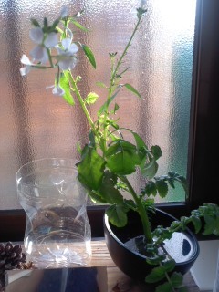 観葉植物　野菜の根本に花が咲いた