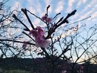 2月5日の記事 2019/02/05 18:07:28