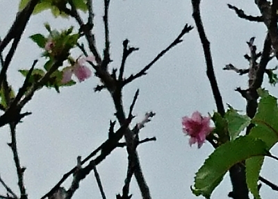 桜が咲いてセミが鳴く