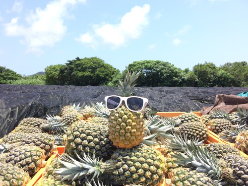 石垣島産スナックパイン最盛期！