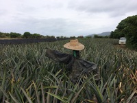 案山子よ今年もよろしく！ 2020/04/07 06:47:17