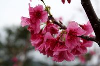 八重岳の桜と野立て