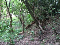 佐敷城跡の見どころ