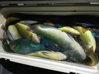 沖縄県本部町美ら海水族館 2015/05/21 19:25:44