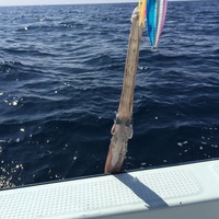 ジギング 2015/06/07 14:42:20