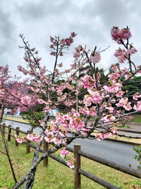 八重岳桜まつり