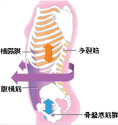 快腸セルフケア～腹横筋編～