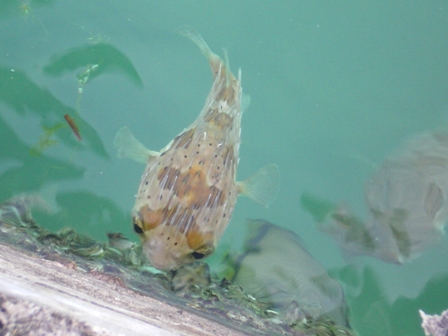 ハリセンボン 沖縄の魚 沖縄の海