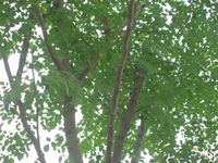 モリンガ 2009/04/23 14:33:20