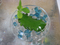 ☆子宝草☆ 2007/06/30 13:39:44