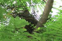 ハトさん♪ 2007/06/14 13:07:45