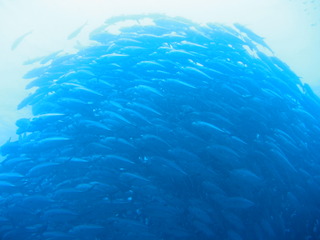 粟国の海