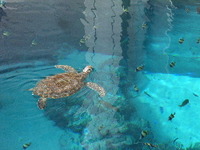 ☆美ら海水族館☆