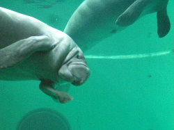 ☆美ら海水族館☆
