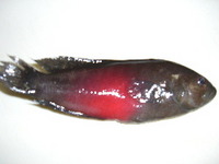 ☆この魚なんていうの？