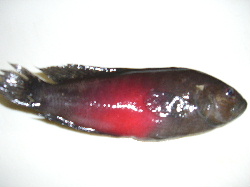 ☆この魚なんていうの？