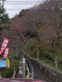 ☆サクラを見に北部へ♪ 2012/02/02 23:58:02