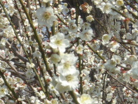 ☆ウメの花
