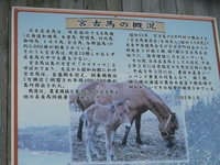 ☆宮古馬