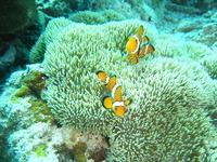 ☆今年初、ダイビング♪ 2011/06/11 23:59:49