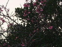 ☆北谷の桜