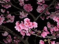 ☆夜桜