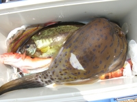 ☆沖釣り