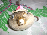 ☆ふぐちゃん