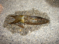 ☆イカ釣り