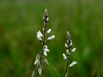 ３月１１日