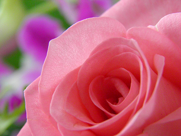 薔薇とデンファレのクレッセント