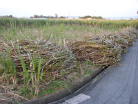 沖縄の風景!! 2008/01/15 17:17:38
