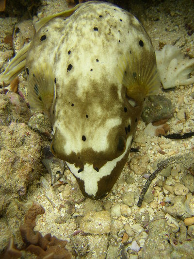 犬顔のお魚
