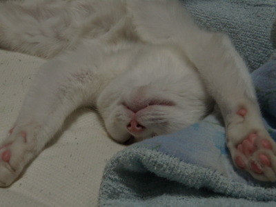 うちのペット２