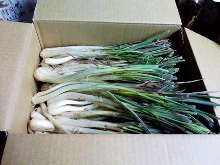 伊江島産「島らっきょう」