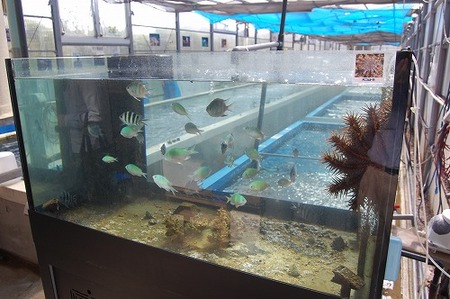 沖縄そば　沖縄そば伝道師　沖電開発　サンゴ養殖施設