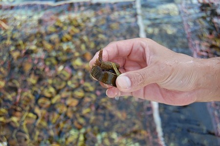 沖縄そば　沖縄そば伝道師　沖電開発　サンゴ養殖施設