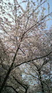 花は散るらむ 2010/04/06 12:58:39